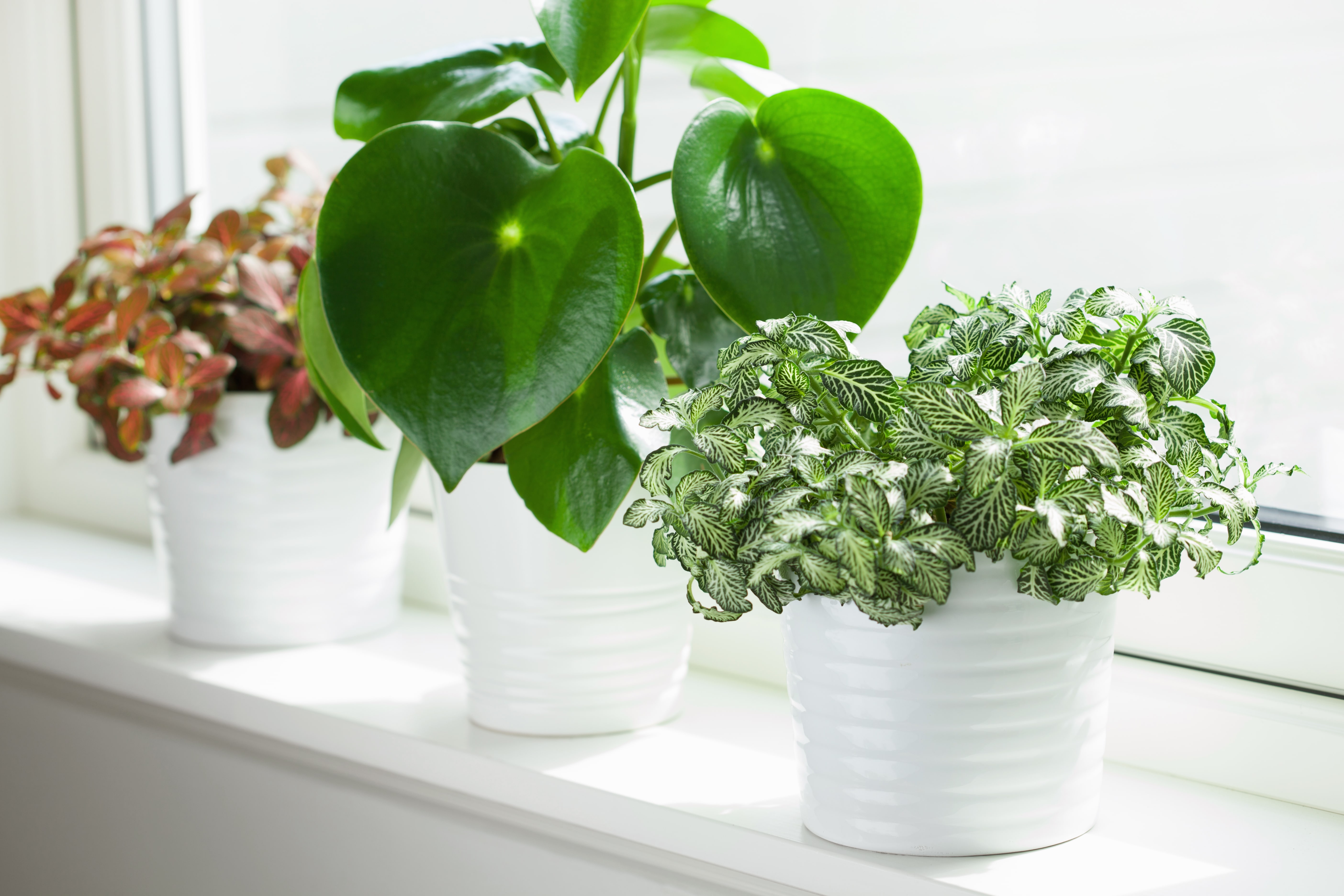 houseplants-fittonia-albivenis-and-peperomia-in-ESYBVMR-min (1)